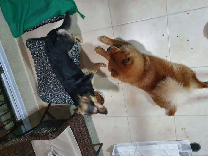 Cachorro ra a chow chow e vira lata idade 3 anos nome Sem nome