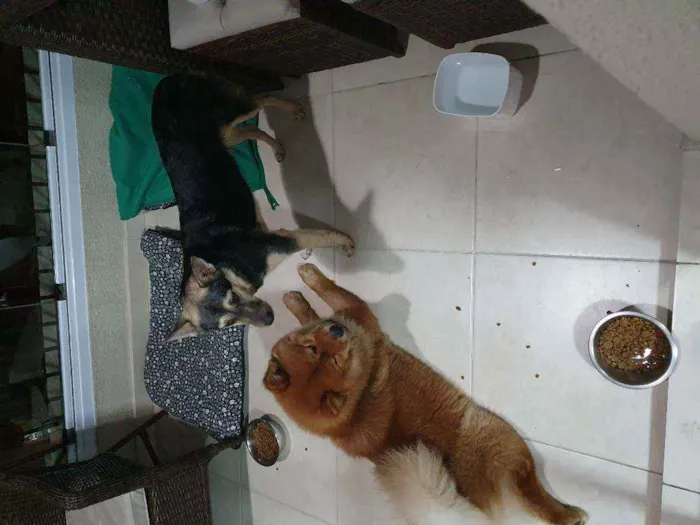 Cachorro ra a chow chow e vira lata idade 3 anos nome Sem nome