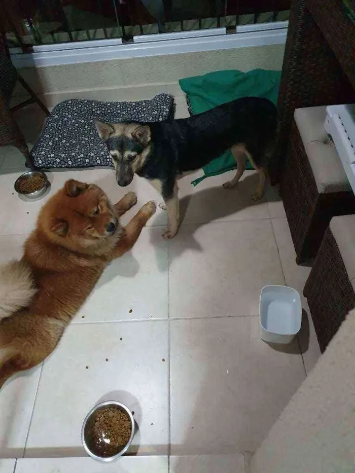 Cachorro ra a chow chow e vira lata idade 3 anos nome Sem nome