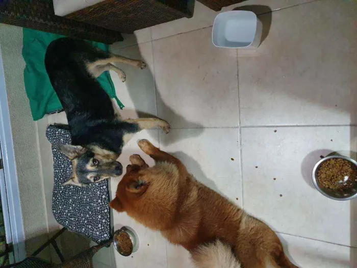 Cachorro ra a chow chow e vira lata idade 3 anos nome Sem nome