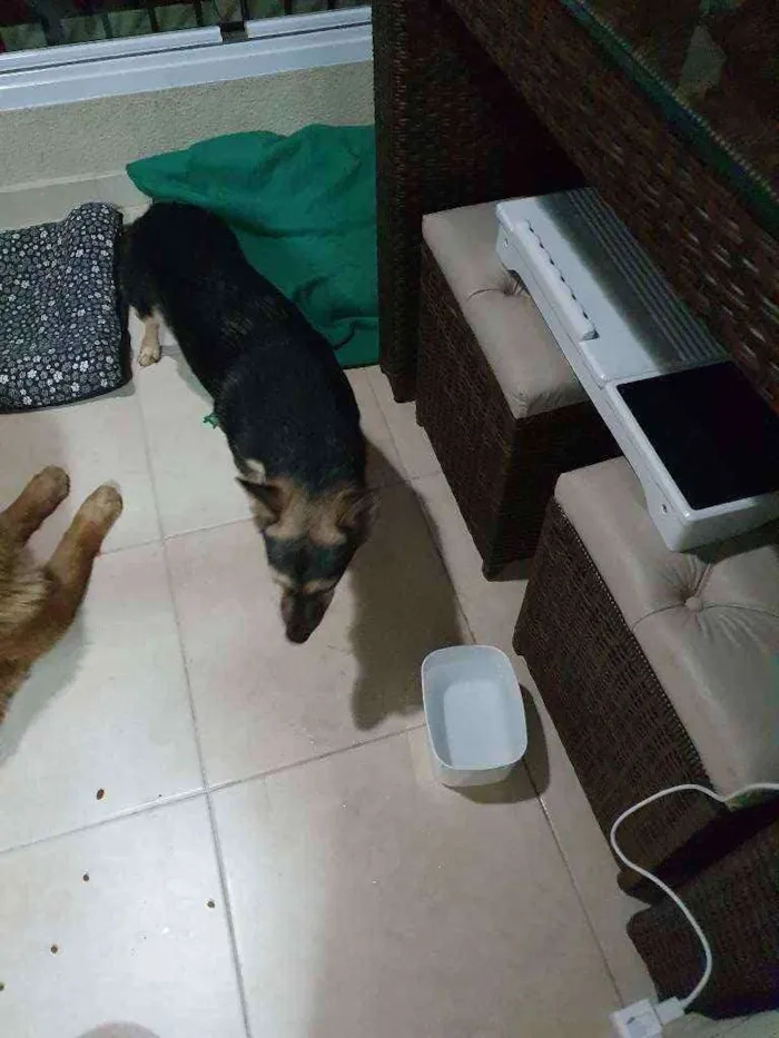 Cachorro ra a chow chow e vira lata idade 3 anos nome Sem nome