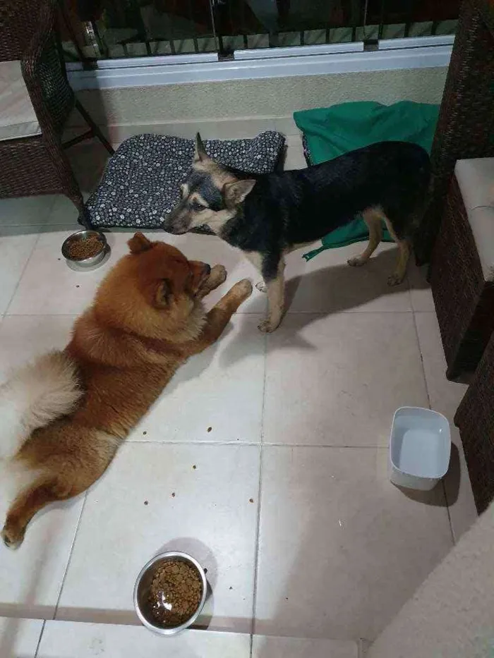 Cachorro ra a chow chow e vira lata idade 3 anos nome Sem nome