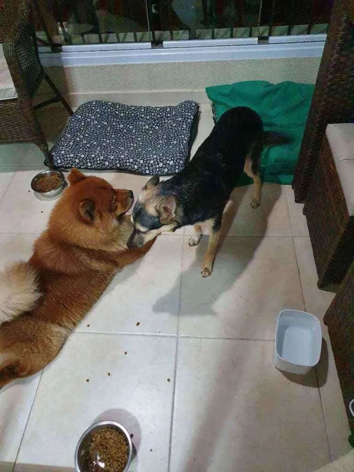 Cachorro ra a chow chow e vira lata idade 3 anos nome Sem nome