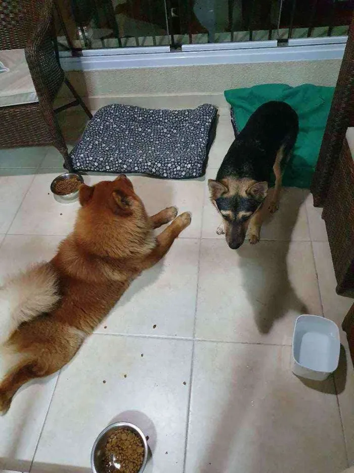 Cachorro ra a chow chow e vira lata idade 3 anos nome Sem nome