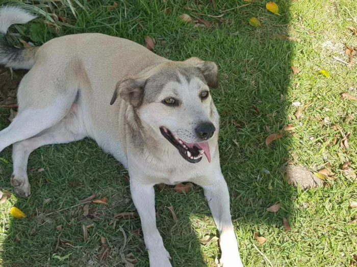 Cachorro ra a Sem raça definida idade 3 anos nome Preto e Branco