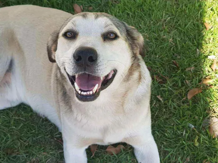 Cachorro ra a Sem raça definida idade 3 anos nome Preto e Branco