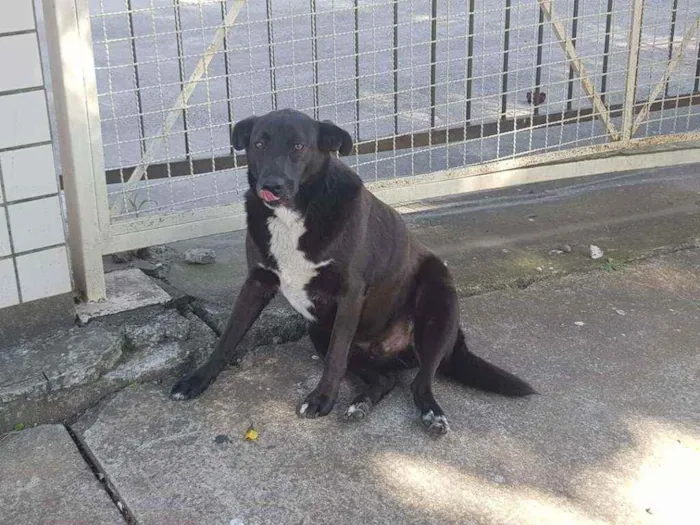 Cachorro ra a Sem raça definida idade 3 anos nome Preto e Branco