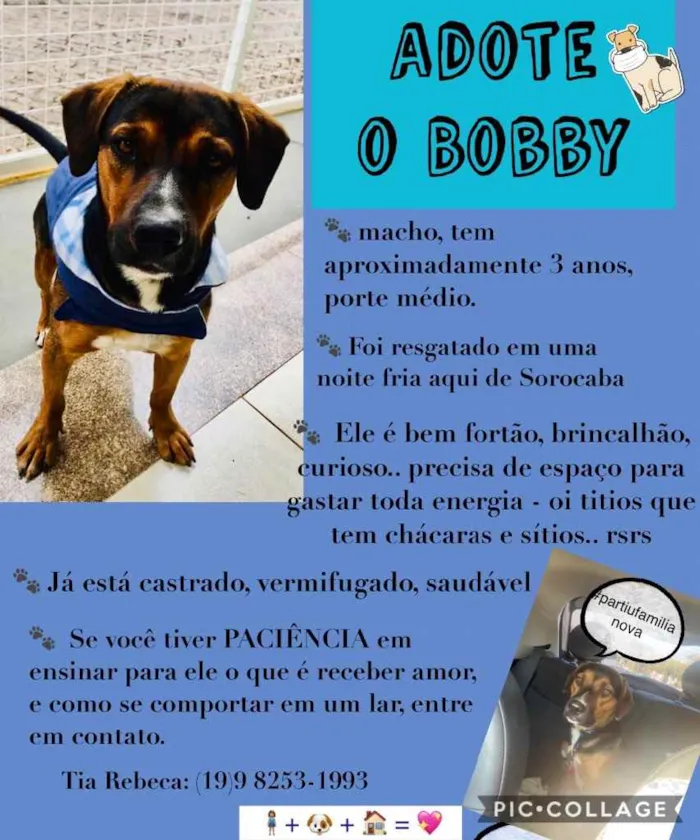 Cachorro ra a Não definida idade 3 anos nome Bobby