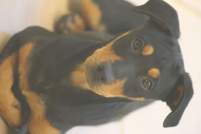 Cachorro ra a  idade 2 a 6 meses nome Bento Filhotinho