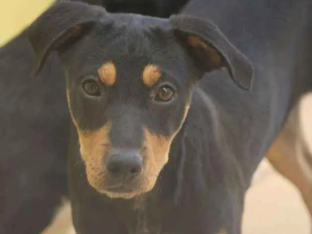 Cachorro ra a  idade 2 a 6 meses nome Bento Filhotinho