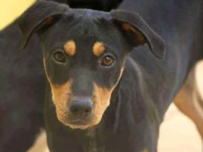 Cachorro ra a  idade 2 a 6 meses nome Bento Filhotinho