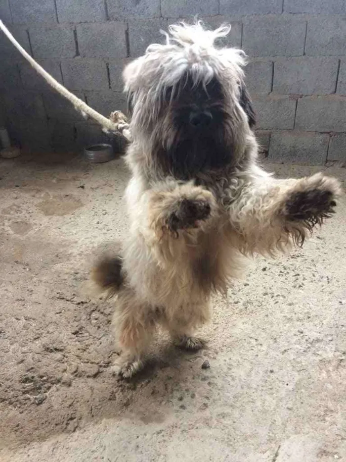 Cachorro raça Mestiço  idade 1 ano nome Banguela 