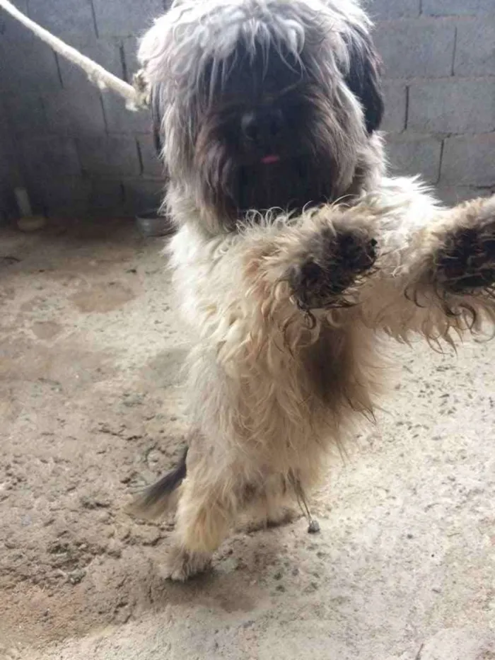Cachorro raça Mestiço  idade 1 ano nome Banguela 