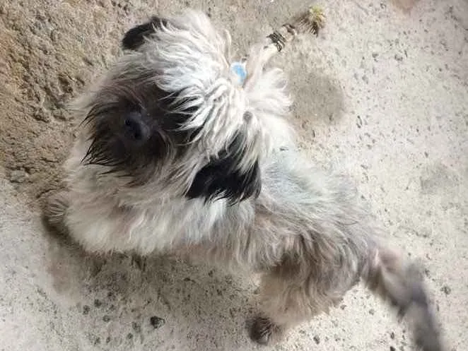 Cachorro raça Mestiço  idade 1 ano nome Banguela 