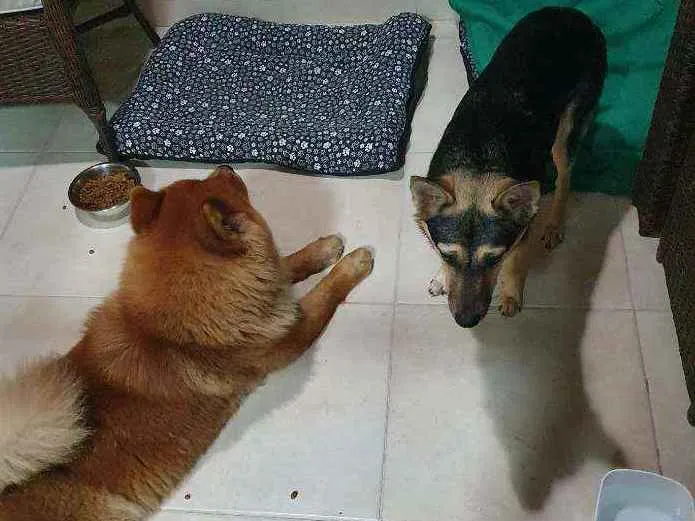 Cachorro ra a chow chow e vira lata idade 3 anos nome Sem nome