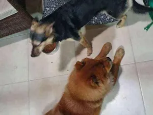 Cachorro raça Vira Lata e Chow Chow idade 3 anos nome Nao demos nome