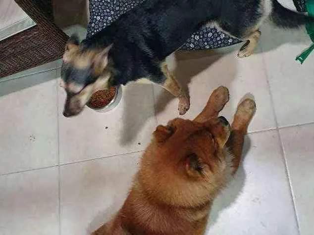 Cachorro ra a Vira Lata e Chow Chow idade 3 anos nome Nao demos nome