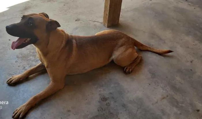 Cachorro ra a Sem raça  idade 3 anos nome Sem nome 