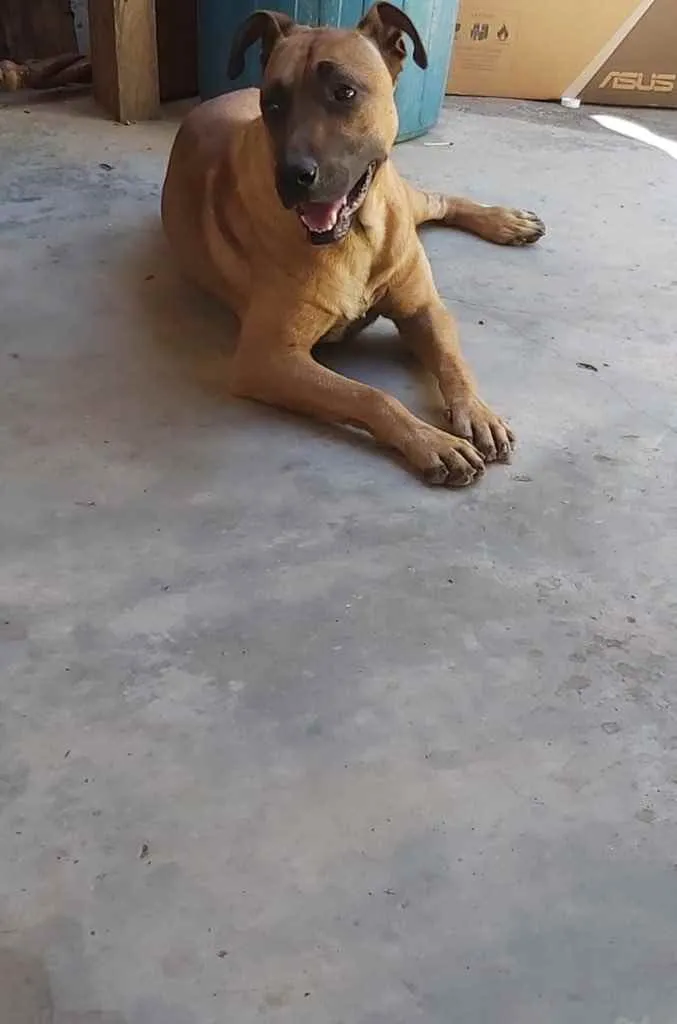 Cachorro ra a Sem raça  idade 3 anos nome Sem nome 
