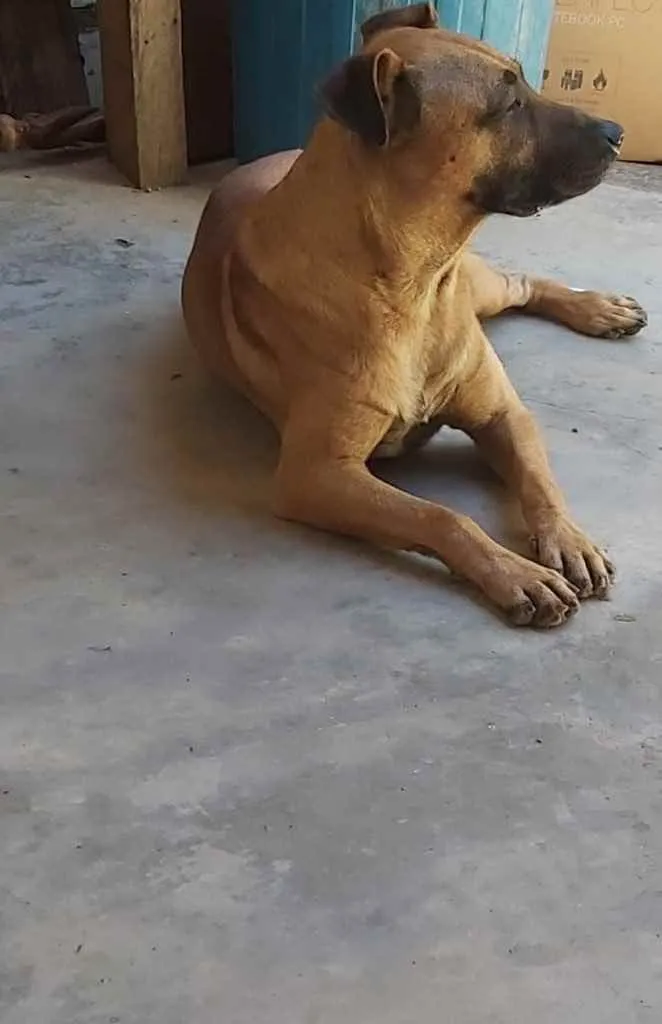 Cachorro ra a Sem raça  idade 3 anos nome Sem nome 