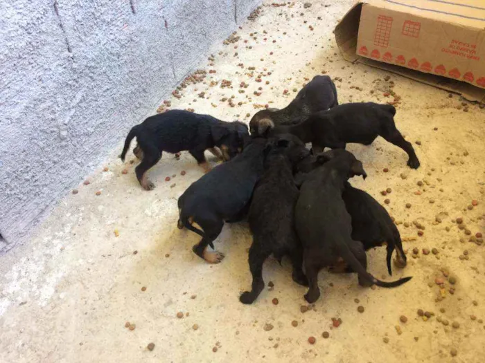 Cachorro ra a  idade Abaixo de 2 meses nome filhotes de cães