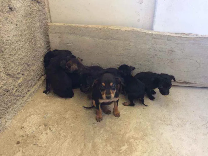 Cachorro ra a  idade Abaixo de 2 meses nome filhotes de cães