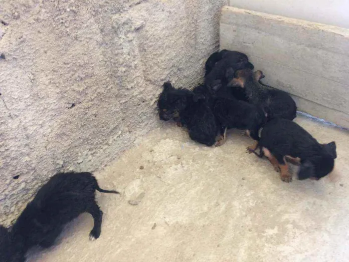 Cachorro ra a  idade Abaixo de 2 meses nome filhotes de cães