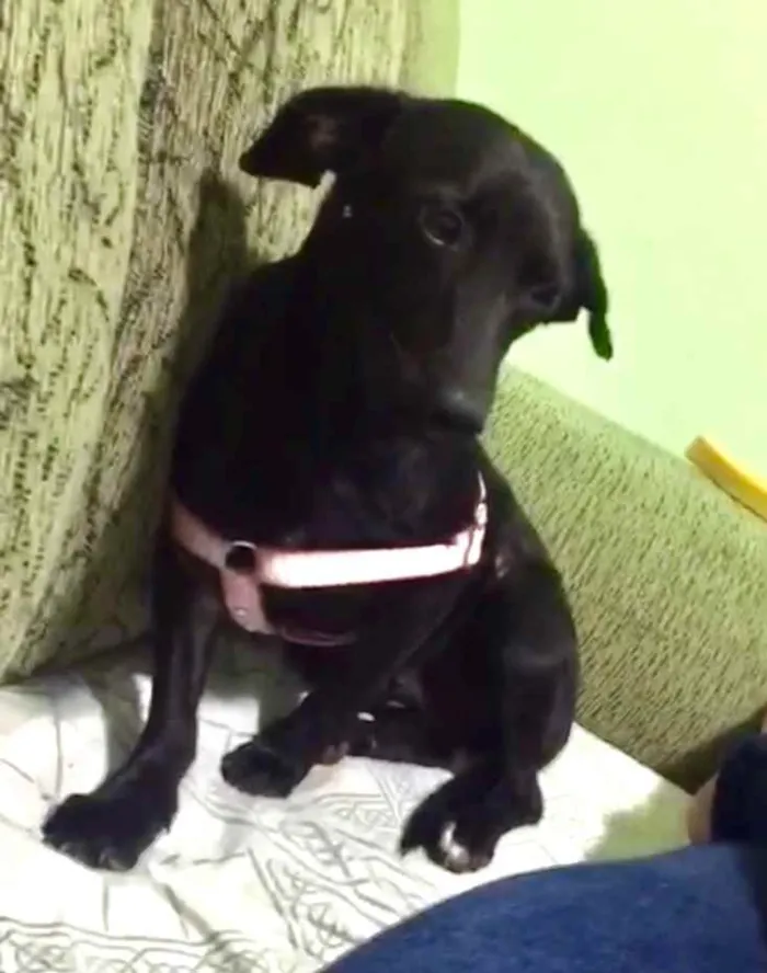 Cachorro ra a SRD idade 2 anos nome Pretinha 