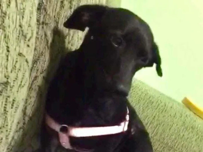 Cachorro ra a SRD idade 2 anos nome Pretinha 