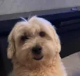 Bob 