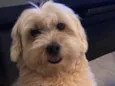 Bob 