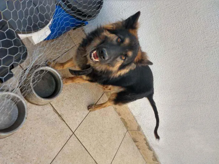 Cachorro ra a Pastor alemão idade 3 anos nome Princesa