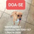 Linguiça
