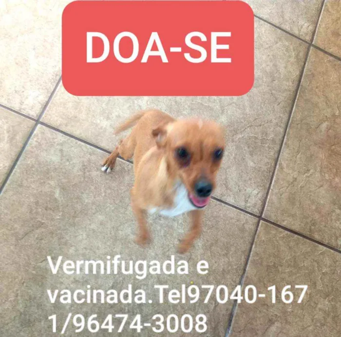 Cachorro ra a Pinscher com dachshund idade 7 a 11 meses nome Linguiça