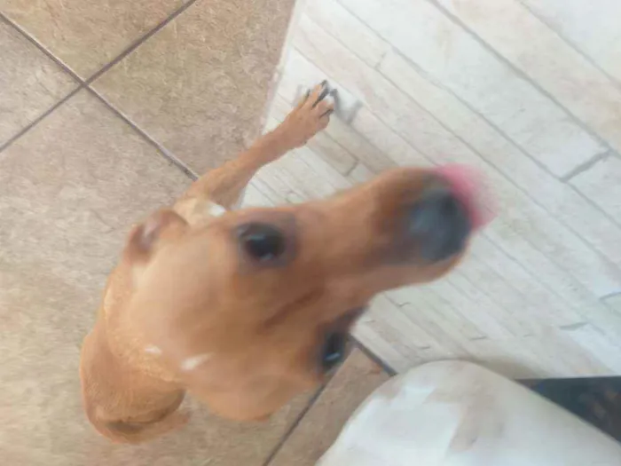 Cachorro ra a Pinscher com dachshund idade 7 a 11 meses nome Linguiça