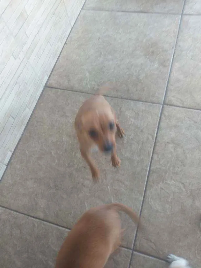 Cachorro ra a Pinscher com dachshund idade 7 a 11 meses nome Linguiça