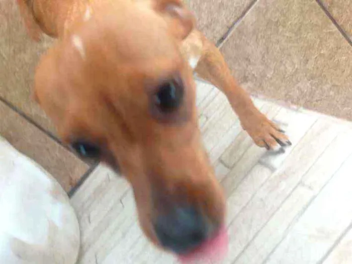 Cachorro ra a Pinscher com dachshund idade 7 a 11 meses nome Linguiça