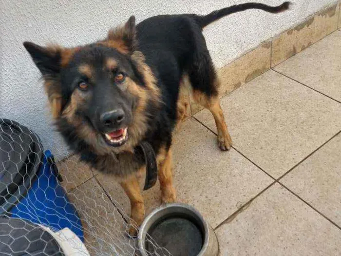 Cachorro ra a Pastor alemão idade 3 anos nome Princesa