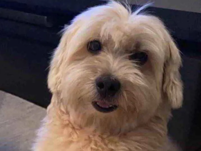 Cachorro ra a Mestiço  idade 1 ano nome Bob 