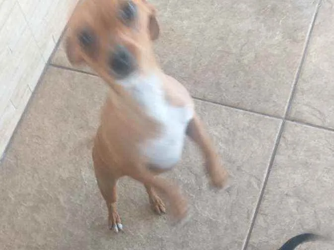 Cachorro ra a Pinscher com dachshund idade 7 a 11 meses nome Linguiça