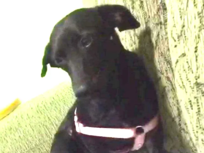 Cachorro ra a SRD idade 2 anos nome Pretinha 