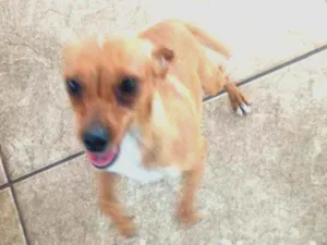 Cachorro raça Pinscher com dachshund idade 7 a 11 meses nome Linguiça