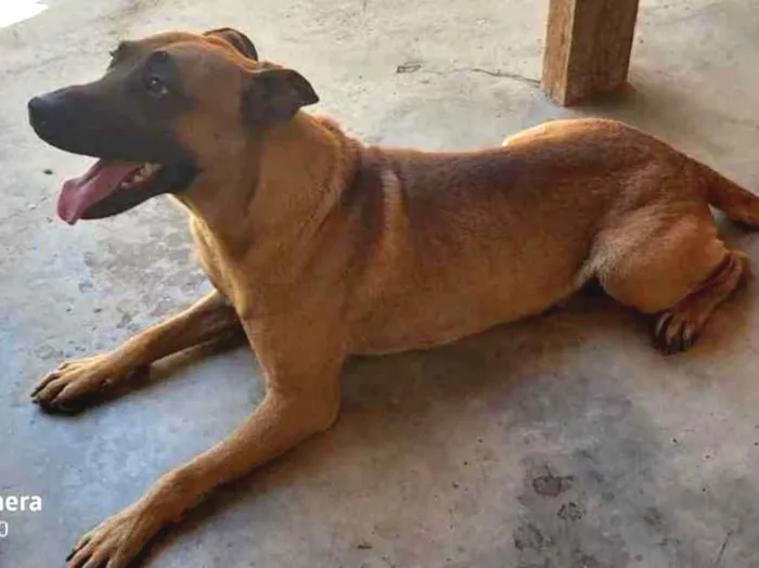 Cachorro ra a Sem raça  idade 3 anos nome Sem nome 