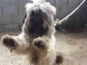 Cachorro raça Mestiço  idade 1 ano nome Banguela 