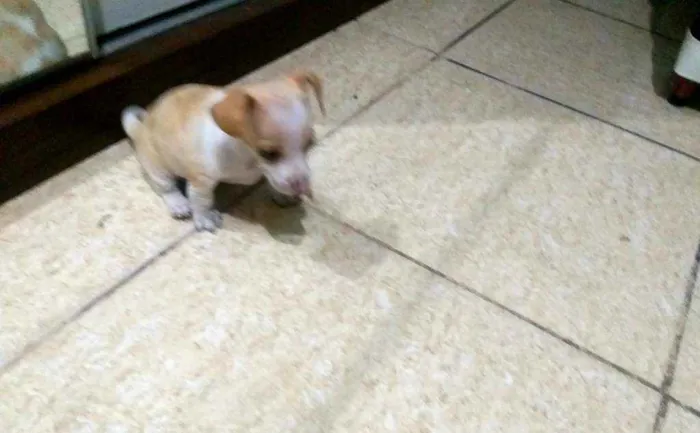 Cachorro ra a Pinscher com dachshund idade Abaixo de 2 meses nome Bilie Jean