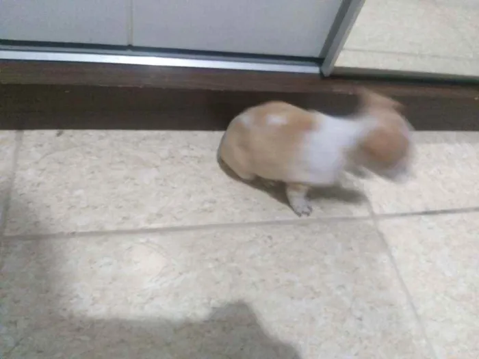 Cachorro ra a Pinscher com dachshund idade Abaixo de 2 meses nome Bilie Jean