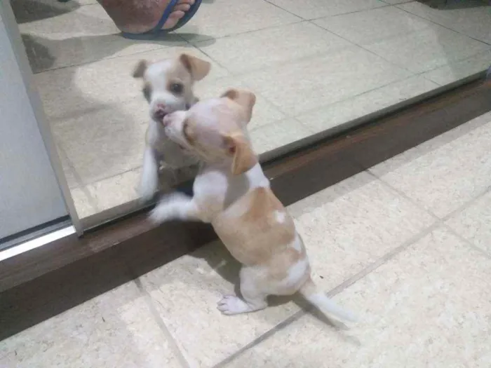 Cachorro ra a Pinscher com dachshund idade Abaixo de 2 meses nome Bilie Jean