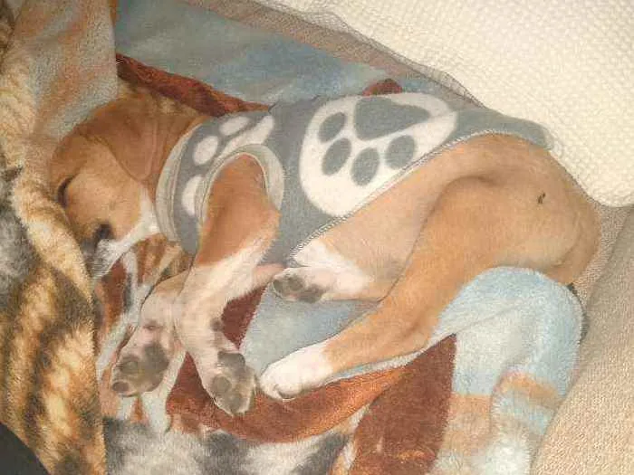 Cachorro ra a Vira lata idade 2 a 6 meses nome Blessed