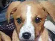 Cachorro ra a Vira lata idade 2 a 6 meses nome Blessed