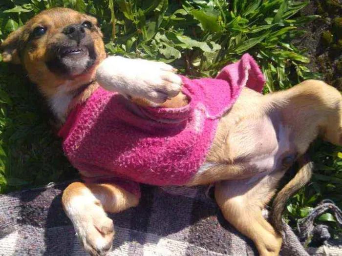 Cachorro ra a Vira lata idade 2 a 6 meses nome Maravilha